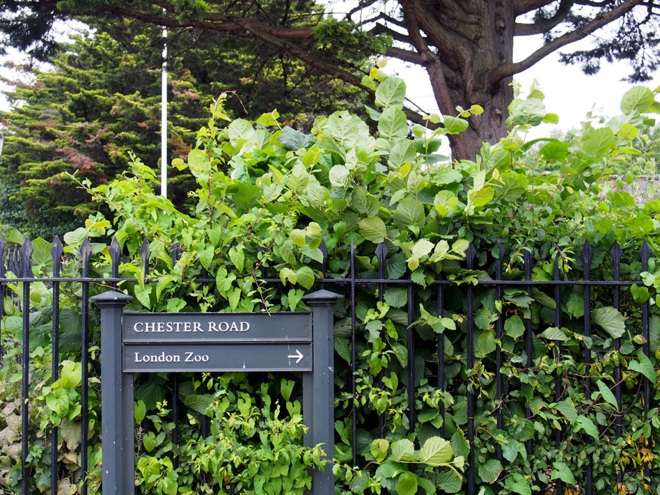 Regents Park 10 cosas que ver señal theater