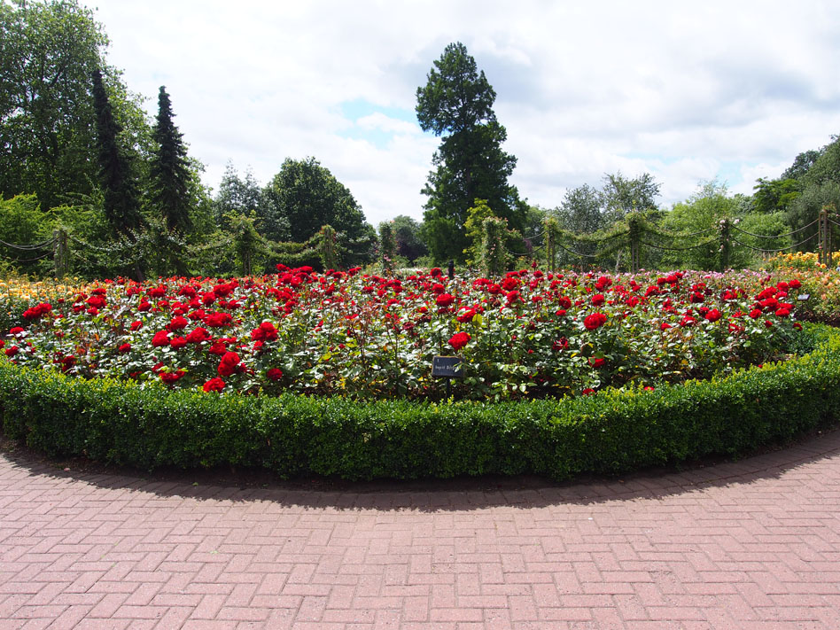 Regents Park 10 cosas que ver rosaleda