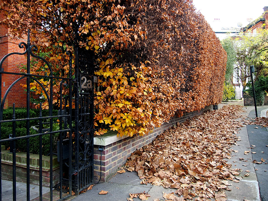 Casas de Hampstead hojas en el suelo